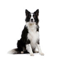 Medium Size Breeds